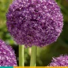 Bloembollen|Ecocheques|ohgreen 1 allium ambassador