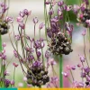 Bloembollen|Ecocheques|ohgreen 10 allium art