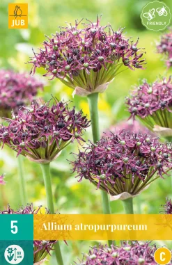 Bloembollen|Ecocheques|ohgreen 5 allium atropurpureum