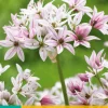Bloembollen|Ecocheques|ohgreen 10 allium cameleon