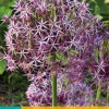 Bloembollen|Ecocheques|ohgreen 3 allium christophii