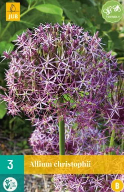 Bloembollen|Ecocheques|ohgreen 3 allium christophii
