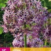 Bloembollen|Ecocheques|ohgreen 15 allium christophii