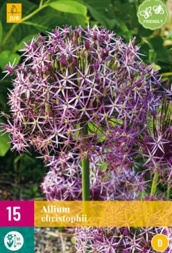 Bloembollen|Ecocheques|ohgreen 15 allium christophii