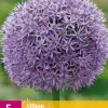 Bloembollen|Ecocheques|ohgreen 5 allium gladiator
