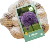 Bloembollen|Ecocheques|ohgreen 8 allium gladiator