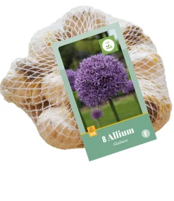 Bloembollen|Ecocheques|ohgreen 8 allium gladiator