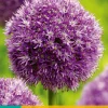 Bloembollen|Ecocheques|ohgreen 1 allium globemaster