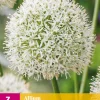 Bloembollen|Ecocheques|ohgreen 3 allium mount everest