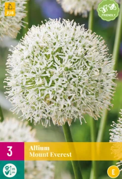 Bloembollen|Ecocheques|ohgreen 3 allium mount everest