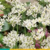 Bloembollen|Ecocheques|ohgreen 25 allium neapolitanum