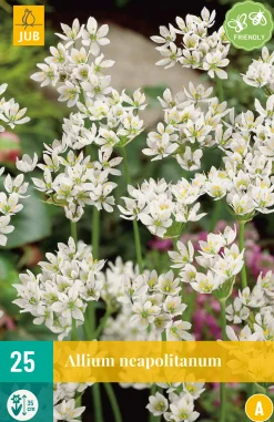 Bloembollen|Ecocheques|ohgreen 25 allium neapolitanum