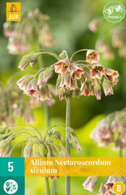 Bloembollen|Ecocheques|ohgreen 5 allium (nectaroscodum) siculum