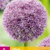 Bloembollen|Ecocheques|ohgreen 2 allium pinball wizard