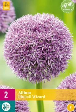 Bloembollen|Ecocheques|ohgreen 2 allium pinball wizard