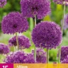 Bloembollen|Ecocheques|ohgreen 15 allium purple sensation