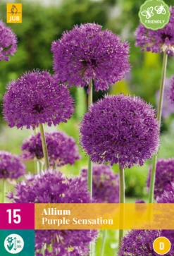 Bloembollen|Ecocheques|ohgreen 15 allium purple sensation