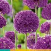 Bloembollen|Ecocheques|ohgreen 5 allium purple sensation