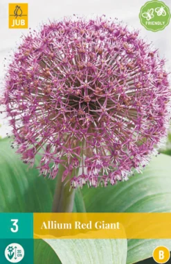 Bloembollen|Ecocheques|ohgreen 3 allium red giant