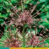 Bloembollen|Ecocheques|ohgreen 3 allium schubertii