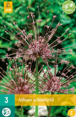 Bloembollen|Ecocheques|ohgreen 3 allium schubertii