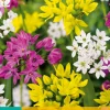 Bloembollen|Ecocheques|ohgreen 25 allium species mix