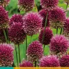 Bloembollen|Ecocheques|ohgreen 25 allium sphaerocephalon
