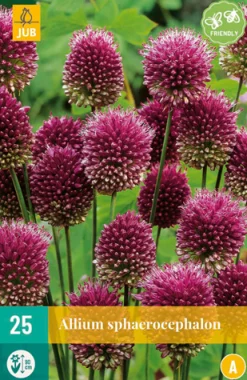 Bloembollen|Ecocheques|ohgreen 25 allium sphaerocephalon