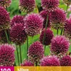 Bloembollen|Ecocheques|ohgreen 100 allium sphaerocephalon