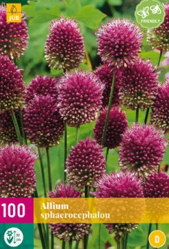 Bloembollen|Ecocheques|ohgreen 100 allium sphaerocephalon