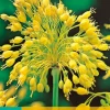 Bloembollen|Ecocheques|ohgreen 7 allium yellow fantasy
