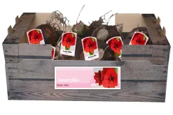 Bloembollen|Ecocheques|ohgreen 1 amaryllis rood