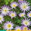 Bloembollen|Ecocheques|ohgreen 15 anemone bl. charmer