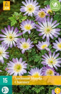 Bloembollen|Ecocheques|ohgreen 15 anemone bl. charmer