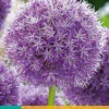 Bloembollen|Ecocheques|ohgreen 1 bloembol allium his excellency