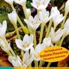 Ecocheques|ohgreen 1 bloembol colchicum autumnale album
