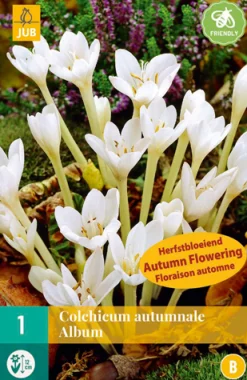 Ecocheques|ohgreen 1 bloembol colchicum autumnale album