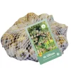 Ecocheques|Bloembollen|ohgreen 40 bloembollen allium siculum