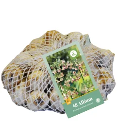 Ecocheques|Bloembollen|ohgreen 40 bloembollen allium siculum