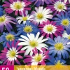 Bloembollen|Ecocheques|ohgreen 50 bloembollen anemone blanda mix