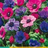 Bloembollen|Ecocheques|ohgreen 15 bloembollen anemone coronaria paars-roze mix