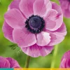 Bloembollen|Ecocheques|ohgreen 15 bloembollen anemone coronaria sylphide