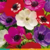 Bloembollen|Ecocheques|ohgreen 15 bloembollen anemone coronaria de caen mix
