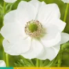 Bloembollen|Ecocheques|ohgreen 15 bloembollen anemone coronaria bride