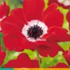 Bloembollen|Ecocheques|ohgreen 15 bloembollen anemone coronaria hollandia