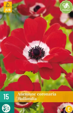 Bloembollen|Ecocheques|ohgreen 15 bloembollen anemone coronaria hollandia