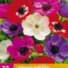 Bloembollen|Ecocheques|ohgreen 30 bloembollen anemone de caen mix