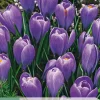 Ecocheques|Bloembollen|ohgreen 10 bloembollen crocus blue ocean