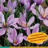 Bloembollen|Ecocheques|ohgreen 10 bloembollen crocus sativus