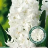 Ecocheques|Bloembollen|ohgreen 3 bloembollen hyacinthus dubbel wit